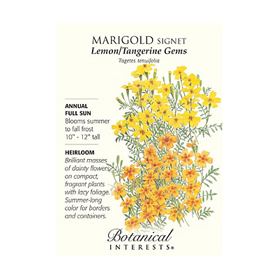 Seeds - BI Marigold Signet Lemon/Tangerine Gems