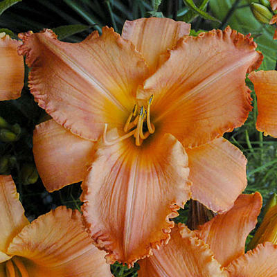 Hemerocallis 'New Tangerine Twist'
