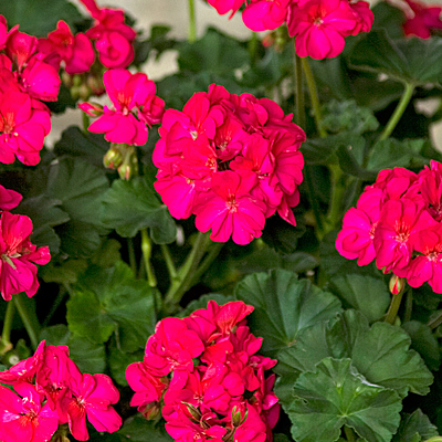 Geranium 'Tango Neon Purple'