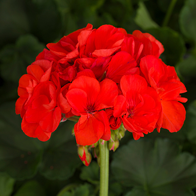 Geranium 'Tango Orange'