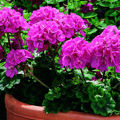 Geranium 'Tango Deep Pink'