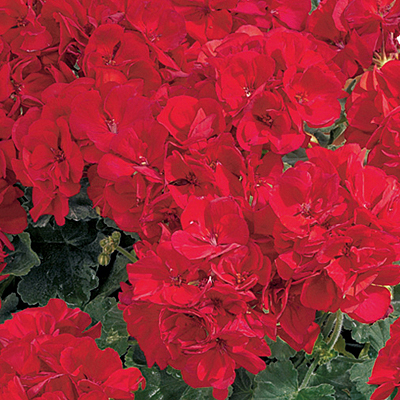 Geranium 'Tango Deep Red'