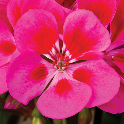 Geranium 'Tango Rose Splash'