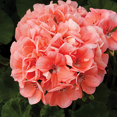 Geranium 'Tango Salmon'