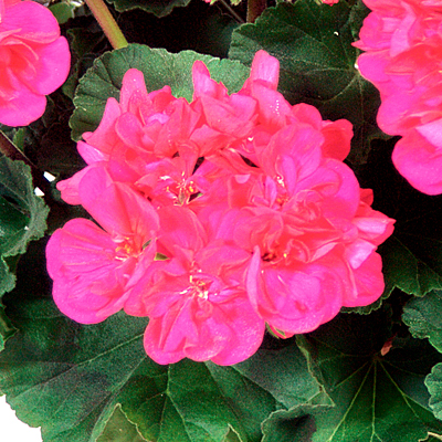 Geranium 'Tango Violet'