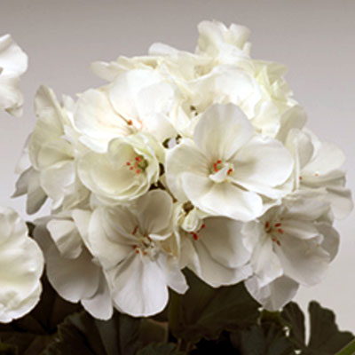 Geranium 'Tango White'