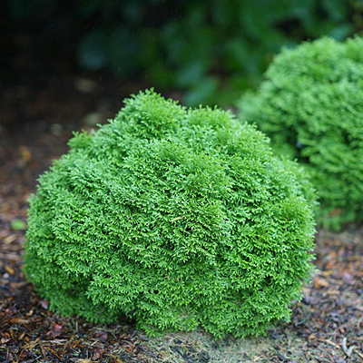 Thuja o. 'Tater Tot'
