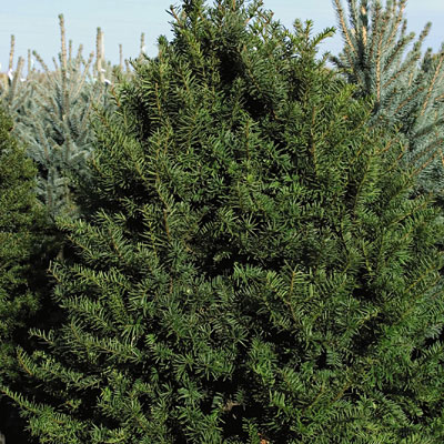 Taxus c. 'Capitata'