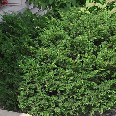 Taxus x media 'Dark Green'