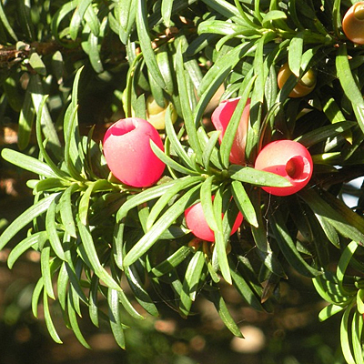 Taxus x media 'Hicksii'