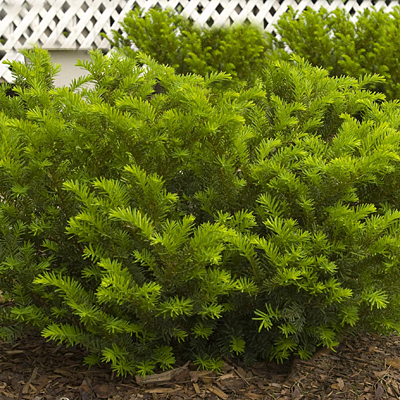 Taxus x media 'Tauntonii'