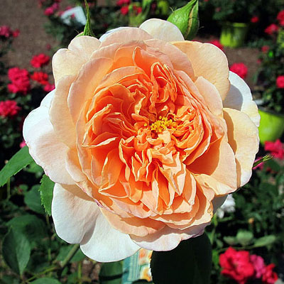 Rosa 'Tea Clipper'