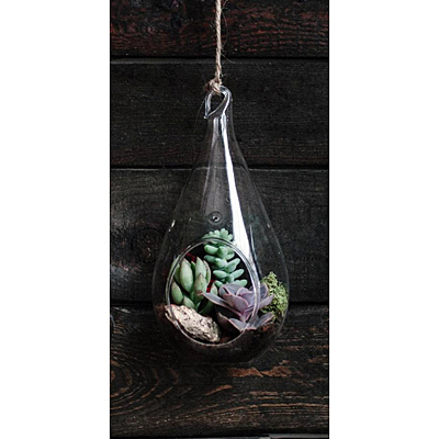 Terrarium Hanging Teardrop Succulent - Glass