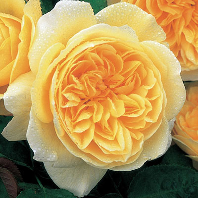Rosa 'Teasing Georgia'