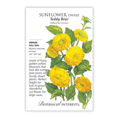 Seeds - BI Sunflower Teddy Bear