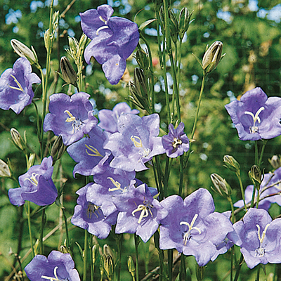 Campanula per. 'Telham Beauty'