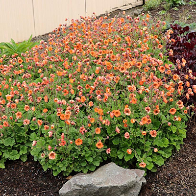 Geum x 'Tempo Orange'