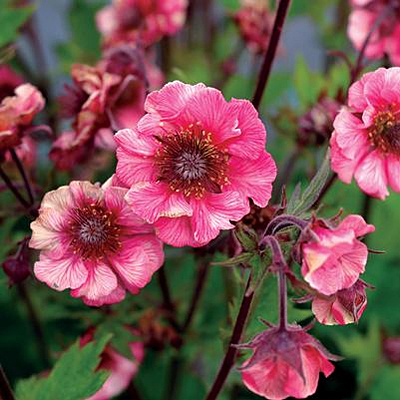 Geum x 'Tempo Rose'
