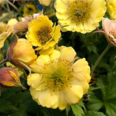 Geum x 'Tempo Yellow'