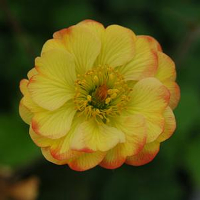 Geum x 'Cocktail Tequila Sunrise'