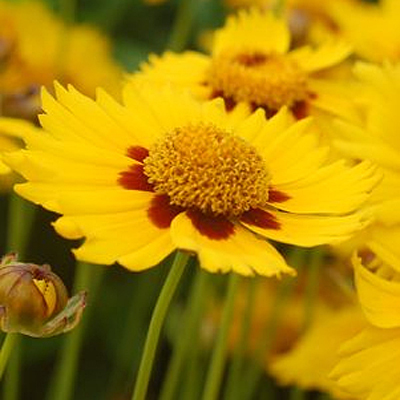 Coreopsis x 'Tequila Sunrise'