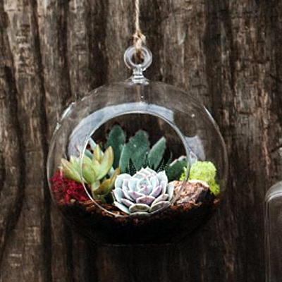 Terrarium Hanging Succulent - Glass