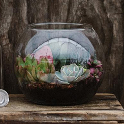 Terrarium Round Succulent - Glass