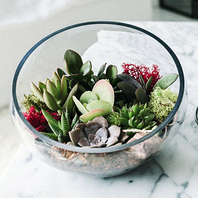 Terrarium Slanted Cut Succulent - Glass