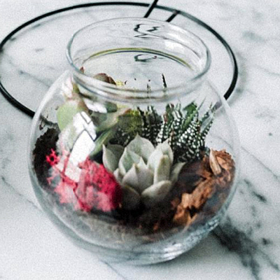 Terrarium Small Succulent in Glass