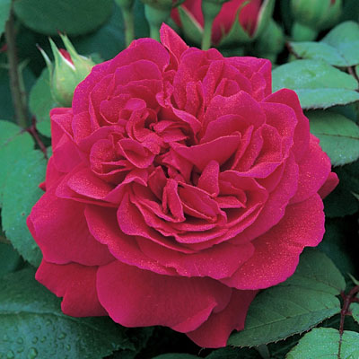 Rosa 'Tess of The d'Urbervilles'