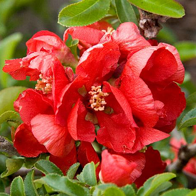 Chaenomeles s. 'Texas Scarlet'