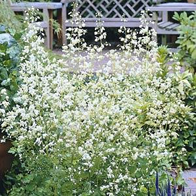 Thalictrum delavayi 'Album'