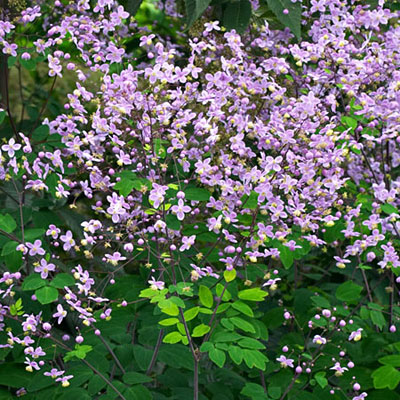 Thalictrum rochebrunianum