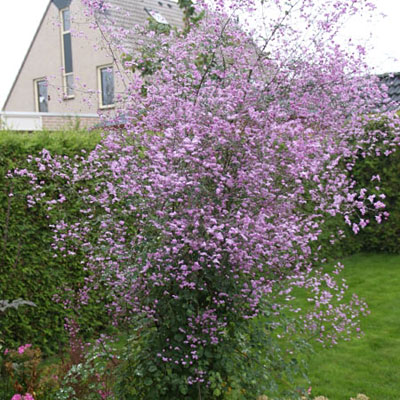 Thalictrum x 'Splendide'