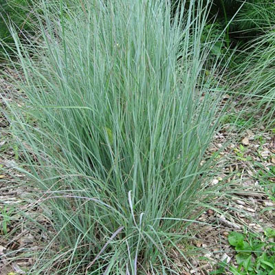 Schizachyrium s. 'The Blues'