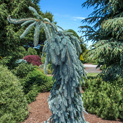 Picea p. 'The Blues'