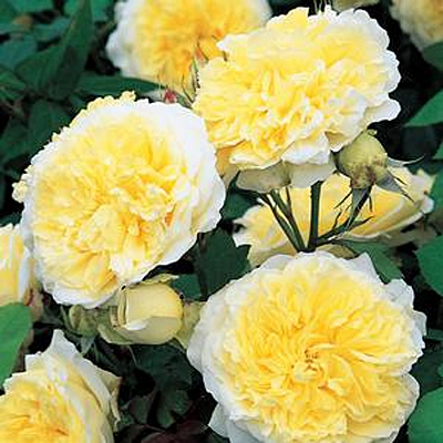 Rosa 'The Pilgrim'