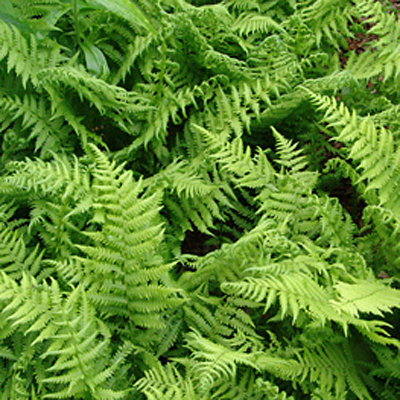 Thelypteris palustris