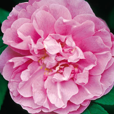 Rosa 'Therese Bugnet'