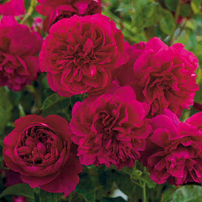 Rosa 'Thomas a Becket'