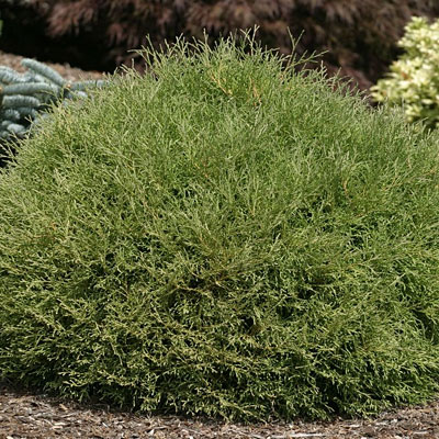 Thuja o. 'Mr. Bowling Ball'
