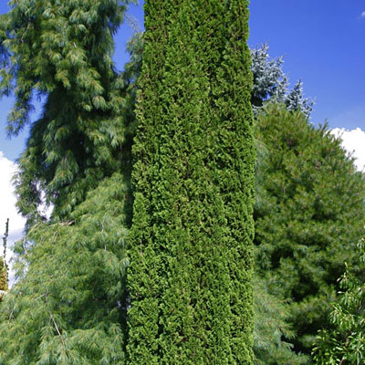 Thuja o. 'Degroot's Spire'
