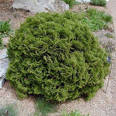 Thuja o. 'Hetz Midget'