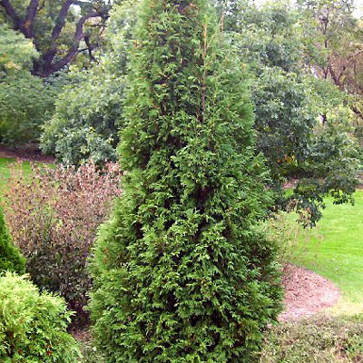 Thuja o. 'Hetz Wintergreen'