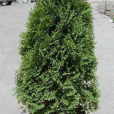 Thuja o. 'Holmstrup'