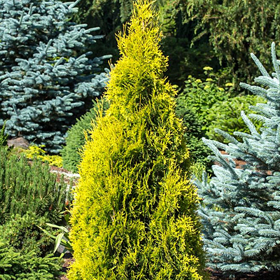 Thuja o. 'Jantar'