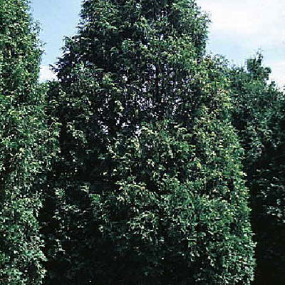Thuja o. 'Nigra'
