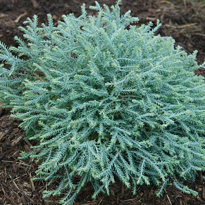 Thuja o. 'Pancake'