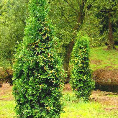 Thuja o. 'Pyramidalis'