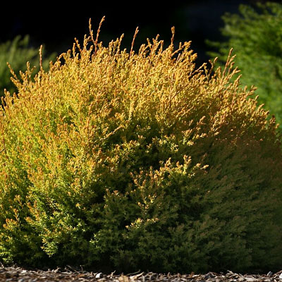 Thuja o. 'Rheingold'